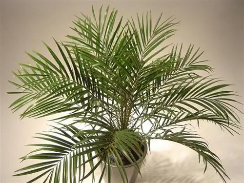 Phoenix roebelenii или карликовая пальма в горшке