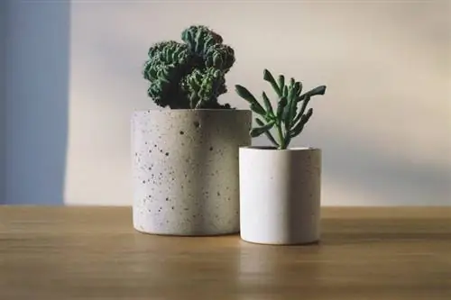 суккуленты в горшках
