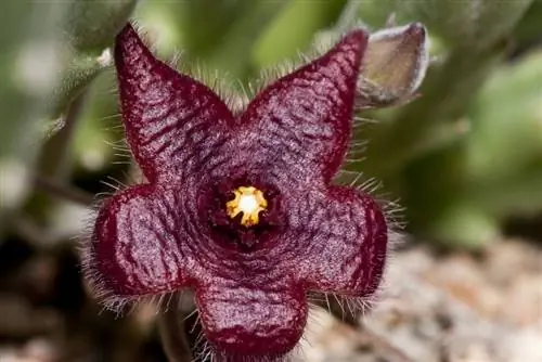 Stapelia humilis в цветке