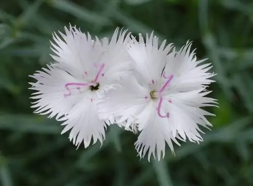 Dianthus japonicus в цветке