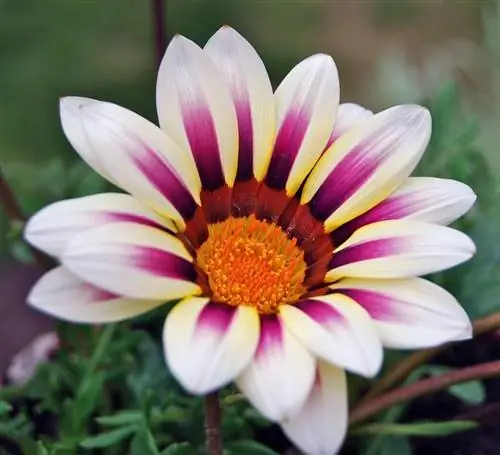 Gazania rigens в цвету