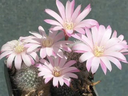 Образец Rebutia narvaecensis Образец Rebutia narvaecensis