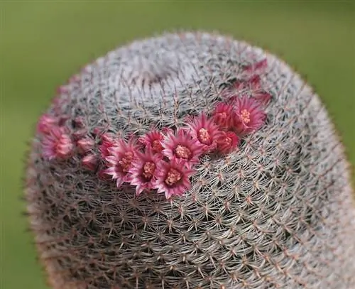 Кактус Mammillaria pseudoperbella в цвету Кактус Mammillaria pseudoperbella в цвету