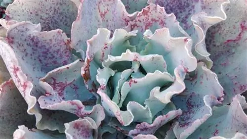 Echeveria 'Curly Locks' с красными пятнами на листьях из-за холода.