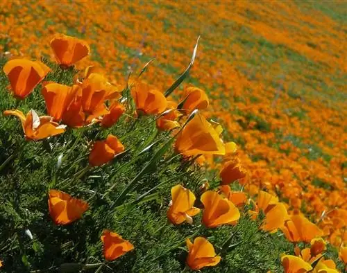 Eschscholzia california, калифорнийский мак в среде обитания