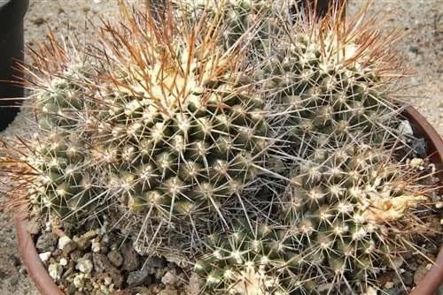Образец Thelocactus tulensis Образец Thelocactus tulensis