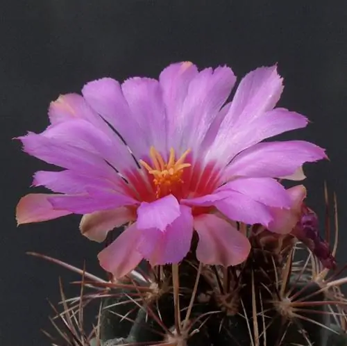 Образец Thelocactus bicolor v. маленькие танки Образец Thelocactus bicolor v. маленькие танки
