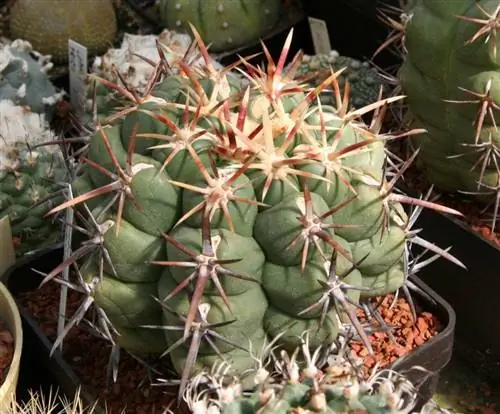 Образец Thelocactus heterochromus Образец Thelocactus heterochromus