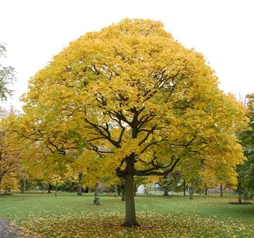 Acer cappadocicum 'Aureum' в саду