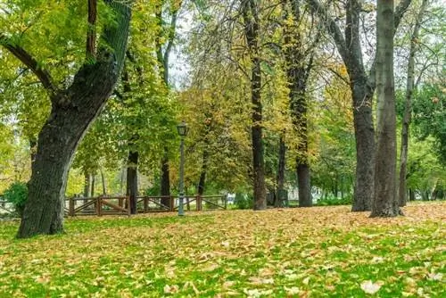 деревья в саду