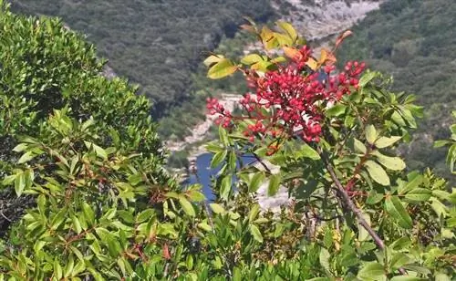 Pistacia terebinthus в среде обитания