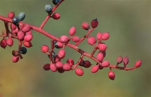 Плоды Pistacia terebinthus