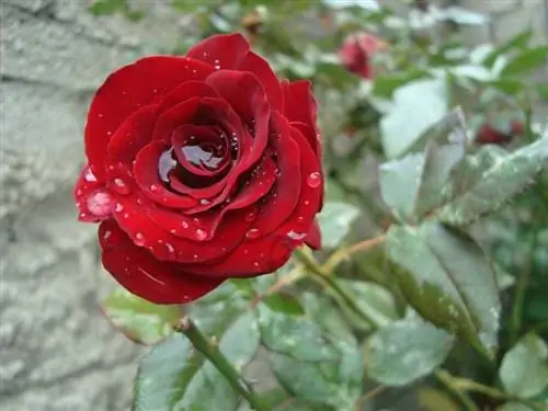 красная роза с водой