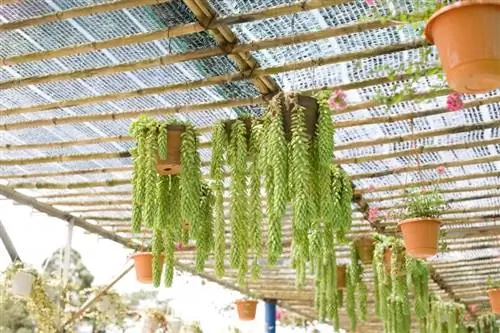 Взрослое растение Sedum morganianuam Взрослое растение Sedum morganianuam