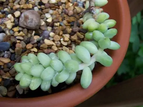 Укорененный черенок Sedum morganianuam Укорененный черенок Sedum morganianuam