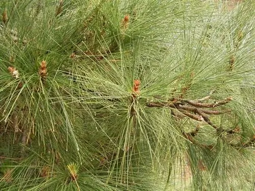 Листья сосны Канарских островов или Pinus canariensis Листья сосны Канарских островов или Pinus canariensis