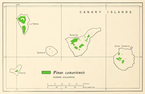 Распространение канарской сосны Распространение канарской сосны