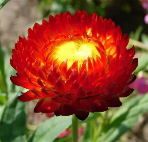 Helichrysum bracteatum, название бумажного цветка красного цвета.