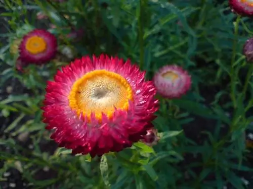 Helichrysum bracteatum, название бумажного цветка