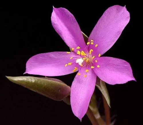 Anacampseros rufescens в цветке