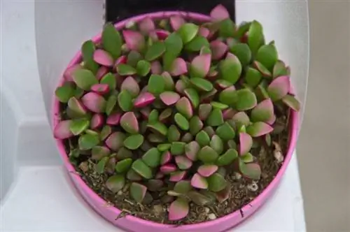 Растение Anacampseros rufescens 'Variegata'