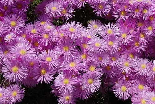 Растение Delosperma cooperi в цветке Растение Delosperma cooperi в цветке