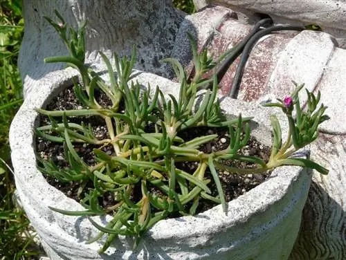Delosperma cooperi в горшке Delosperma cooperi в горшке