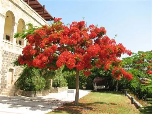 Delonix regia или яркий цветок