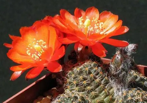 Rebutia iscayachensis в цветке
