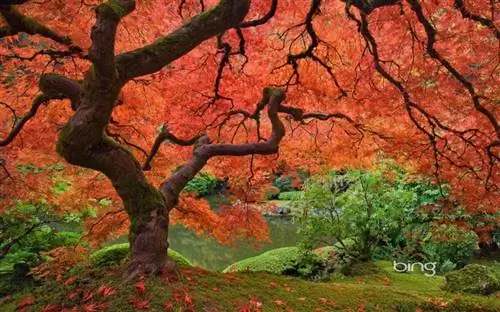 Acer palmatum или японский клен осенью