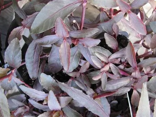 Растение вида Alternanthera dentata