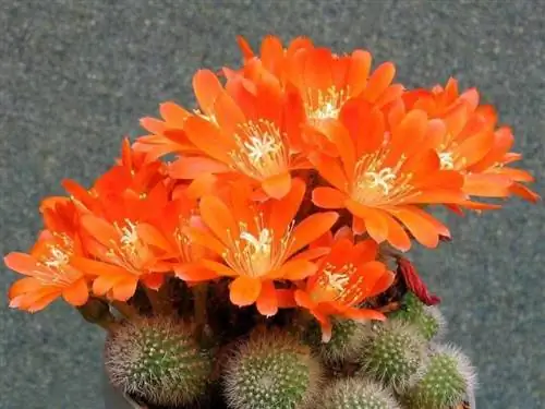 Rebutia spinossissima в цветке