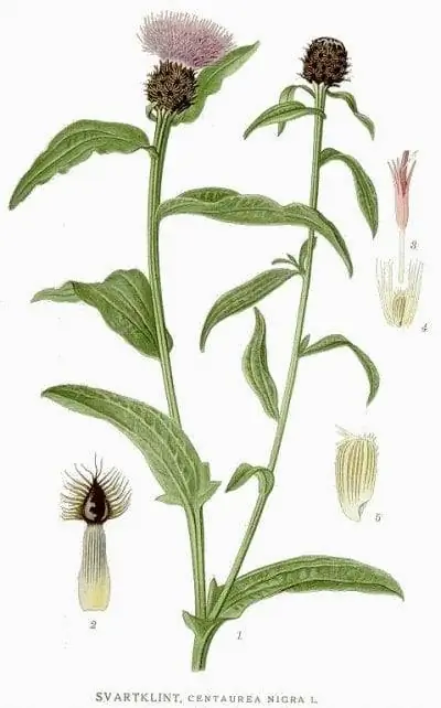 Иллюстрация Centaurea nigra