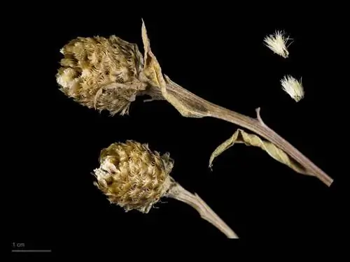 Плоды и семена Centaurea nigra