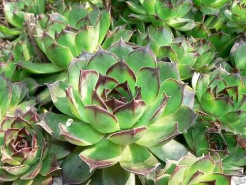 Sempervivum суккулентное растение