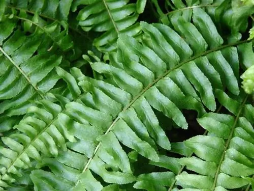 Листья папоротника Nephrolepis sp. Листья папоротника Nephrolepis sp.