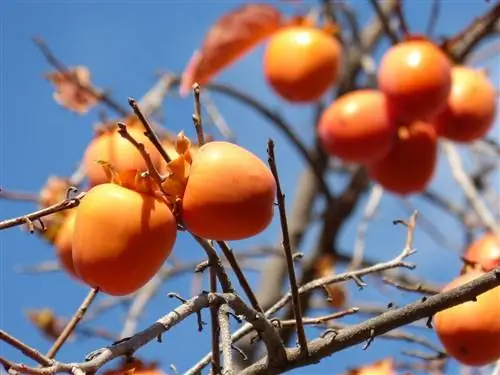 Хурма, самый культивируемый сорт хурмы