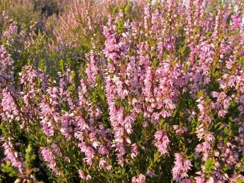 Calluna vulgaris в цветке Calluna vulgaris в цветке