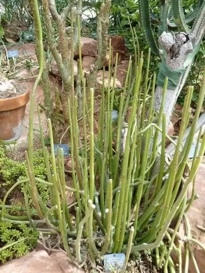 Растение Ceropegia dichotoma