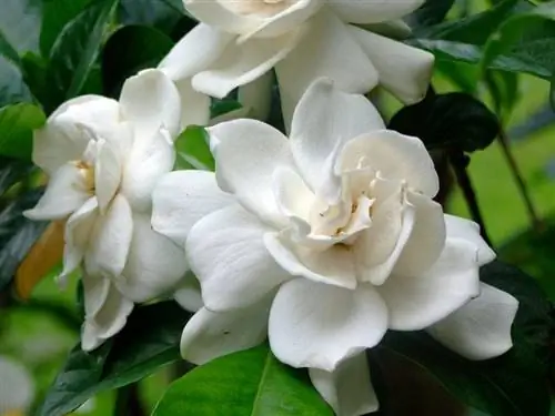 гардения в цвету