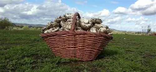 сбор грибов