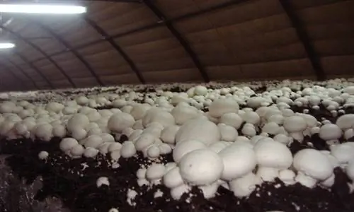 размножение грибов