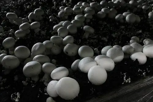 выращивание грибов дома