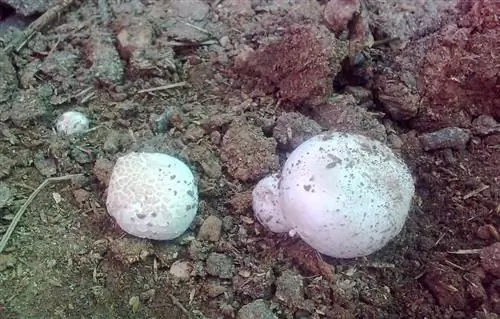 грибы с болезнями и вредителями