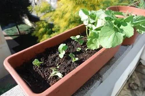 разбить сад дома