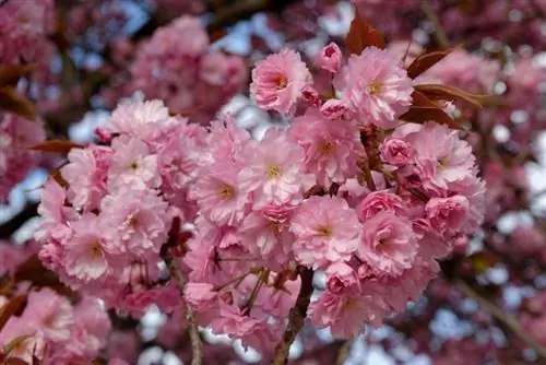Prunus serrulata 'Kanzan' в цветке