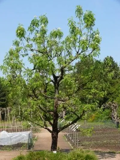 Рябина домашняя в саду