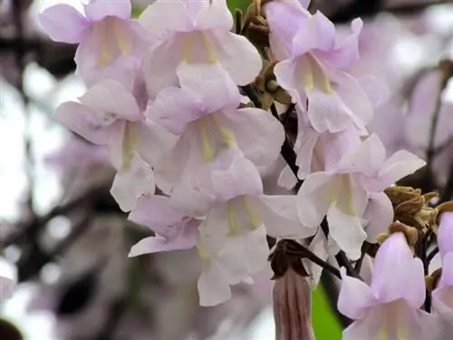 Цветы павлонии войлочной