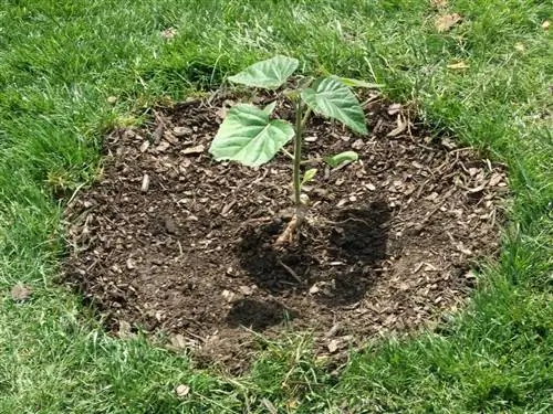 Молодая Павлония в саду