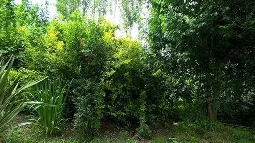 растения для размещения в зеленом заборе